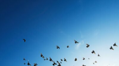 Photo de z Rowan Heuvel avec des oiseaux qui volent dans le ciel. Des oiseaux libres et interdépendant symbole de l'empowerment