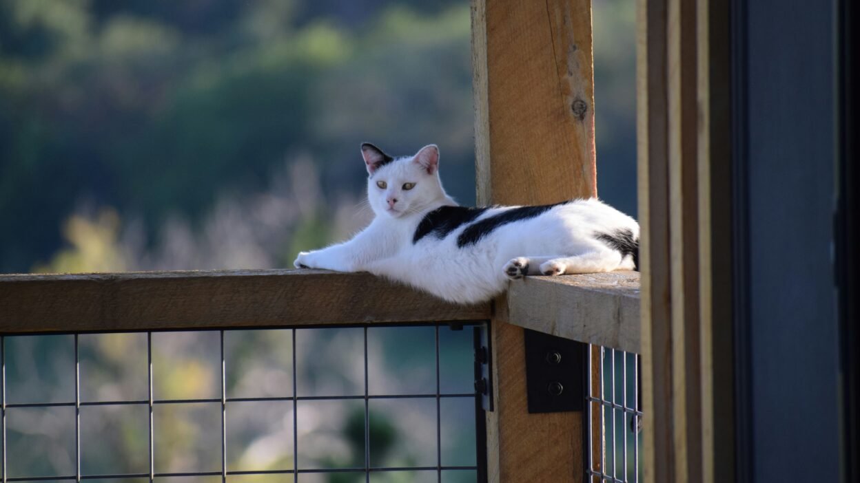 Avoir confiance en soi comme ce chat sur un rebord