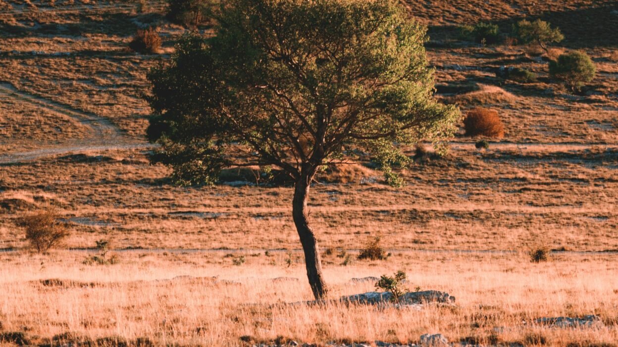 Cultive ta singularité pour être comme l'arbre vert dans ce désert